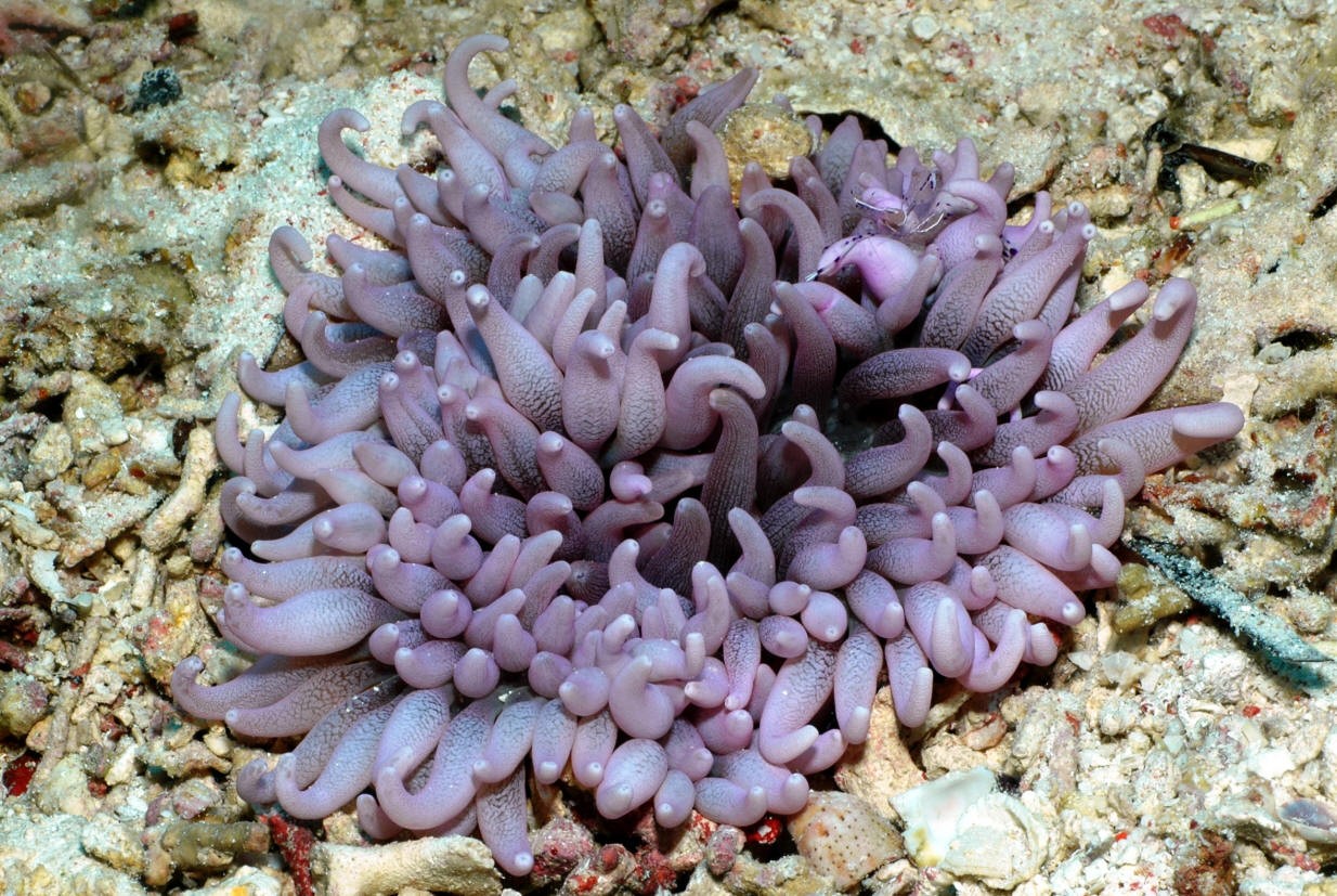 Anthopleura elatensis